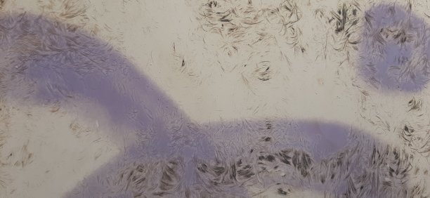 用紫色漆喷在白色和灰色的塑料表面，涂上磨损的塑料纹理背景，磨损的塑料图片下载