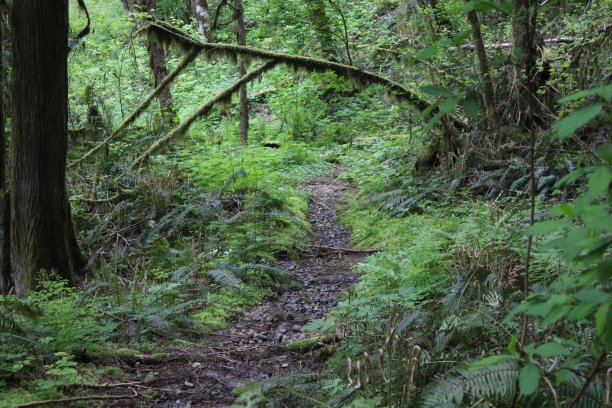 安静的小路图片下载