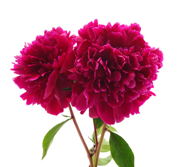 两朵红色牡丹花图片下载