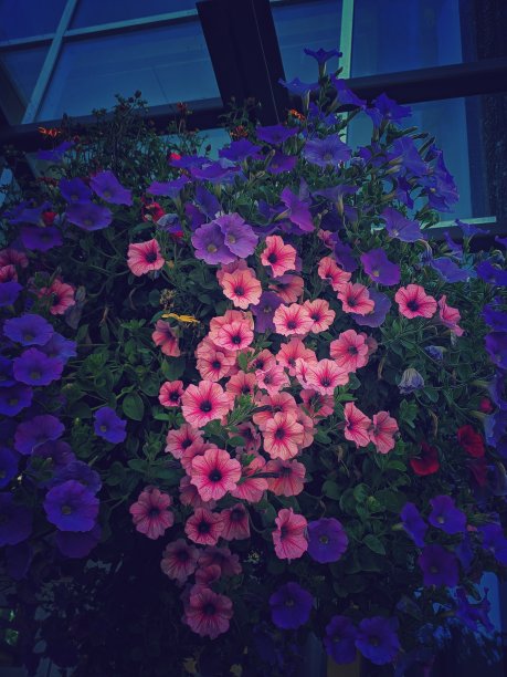 盛开的生命图片下载