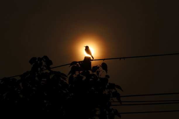 剪影图片的鸟坐在电柱上的傍晚和太阳在背景上的日落图片下载