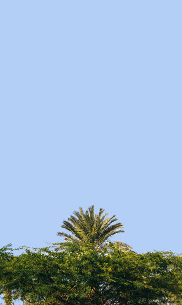 热带景观壁纸：花园公园户外棕榈树，柔和的蓝天背景，垂直构图图片下载