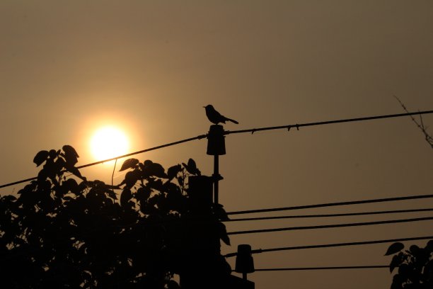 剪影图片的鸟坐在电柱上的傍晚和太阳在背景上的日落图片下载