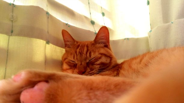 窗户旁边睡着的猫图片下载