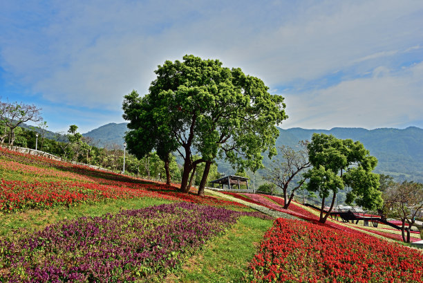 盛开的花朵图片下载