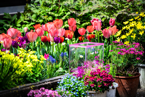 京都居民区的高濑河，春天的花朵在4月份的水里，还有色彩鲜艳的郁金香图片下载