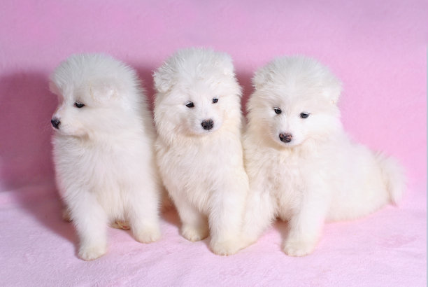 柳条篮子里有三只漂亮可爱的白色萨摩耶小狗，背景是淡粉色。动物宝宝图片卡。可爱可爱的毛茸茸的宠物。郁郁葱葱的皮毛图片下载