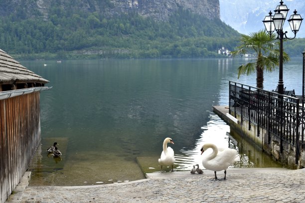 湖边的动物图片下载