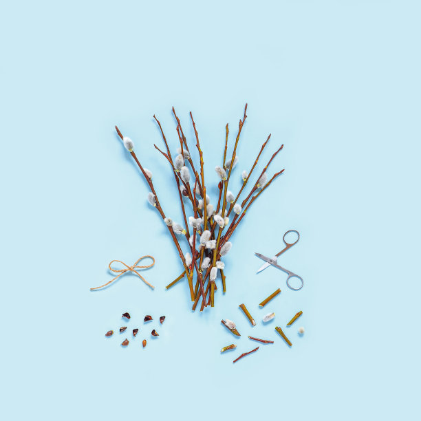 带肾的树枝，浅色背景上的剪刀。复活节春平铺概念图片下载