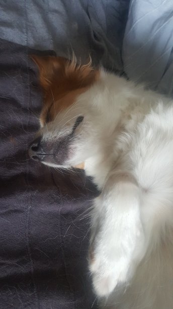 狗在家睡觉的特写镜头图片下载