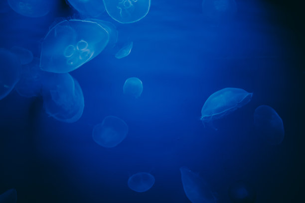 许多常见的水母或Aurelia aurita在深黑色的水中。图片下载