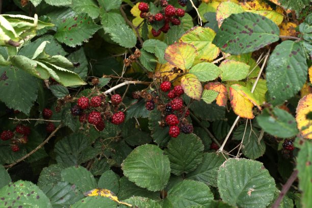 灌木上的黑莓果实图片下载