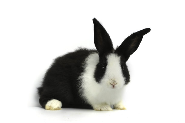 可爱的兔子图片素材ID：352618914