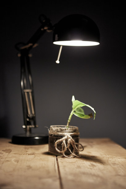 办公桌和植物图片下载