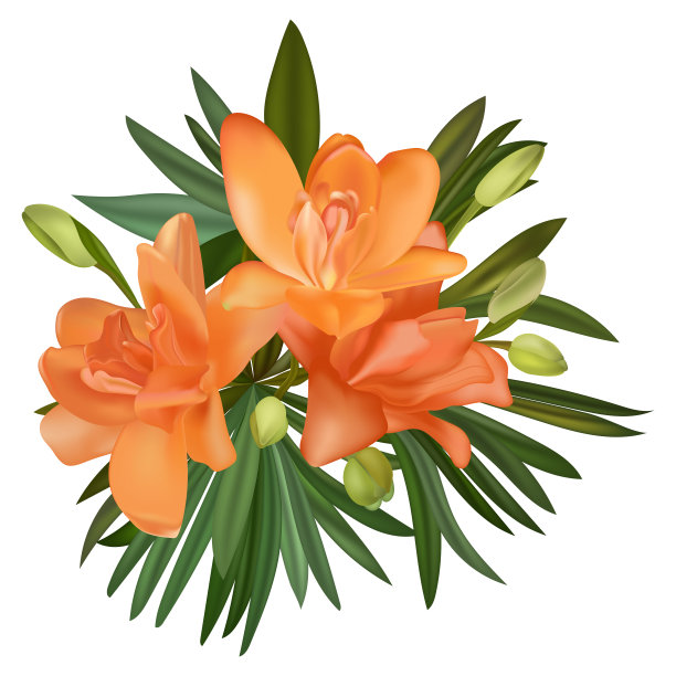 美丽的百合花孤立在白色的背景。图片下载