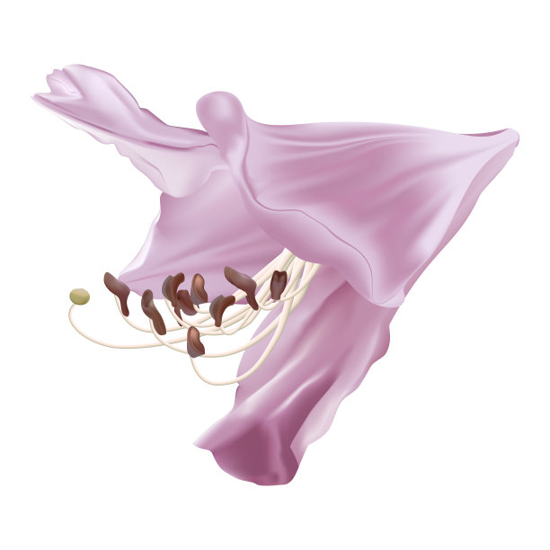 美丽的百合花孤立在白色的背景。图片下载