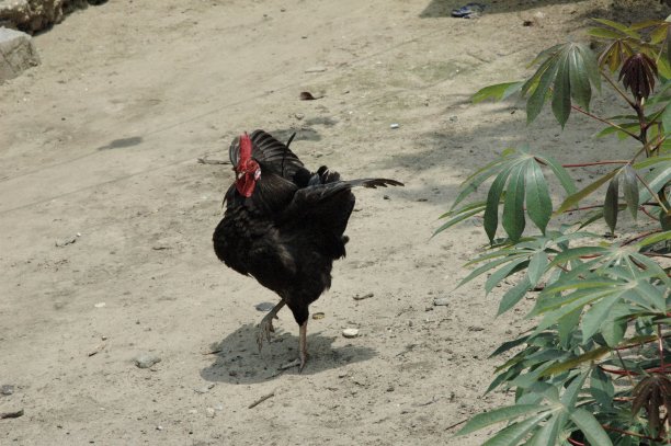 公鸡在非洲村庄的领地上图片下载