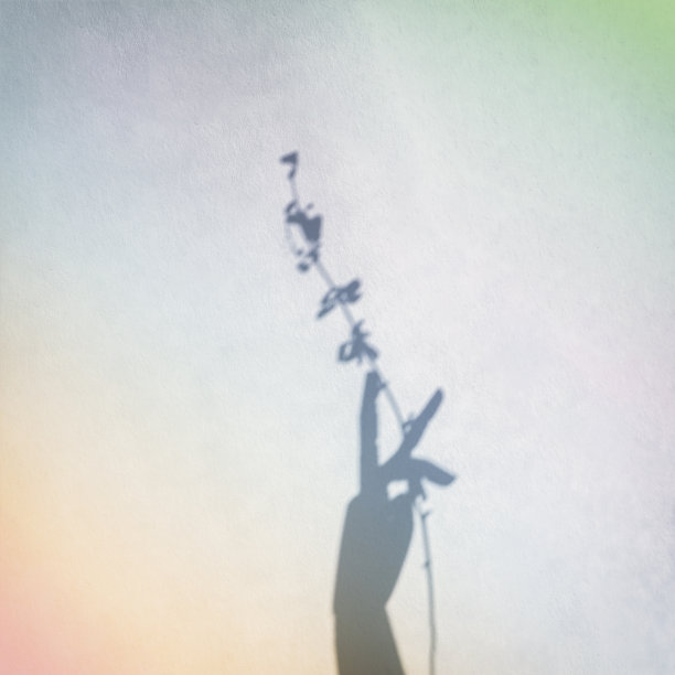 一个手的影子与一根树枝在一个明亮的彩虹背景，复制空间。现代抽象背景图片下载