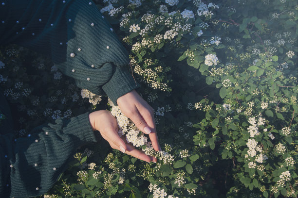 阳光下的女性手部和绣线菊花朵图片下载