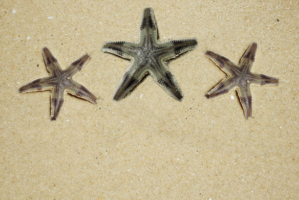 三只海星躺在潮湿的沙滩上。夏天海洋背景。俯视图图片下载