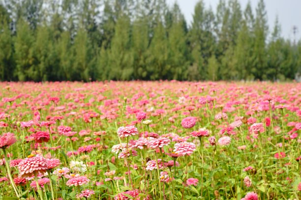新鲜的粉色百日草花图片下载