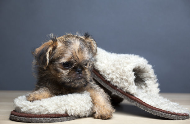 小狗鞋子桌子图片图片下载