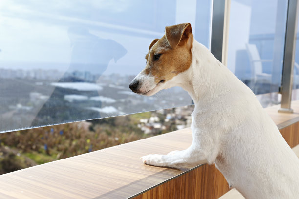 站在阳台上好奇地看着风景的小型犬图片下载