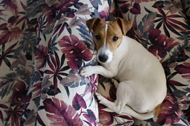 小狗躺在一堆装饰枕头上。图片下载