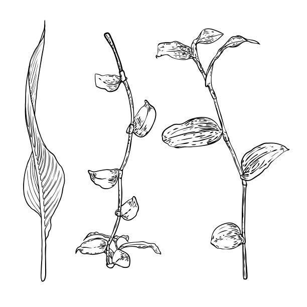花的设计元素。树叶和树枝。集家绿化草、家植物枝。向量。图片下载