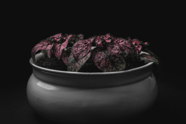 假说，粉红圆点植物，五彩纸屑，雀斑脸，粉红植物图片下载