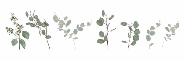 多种桉树枝条，设计师艺术水彩画风格的枝叶自然枝叶元素集合，收藏。可爱优雅的插图设计。图片下载