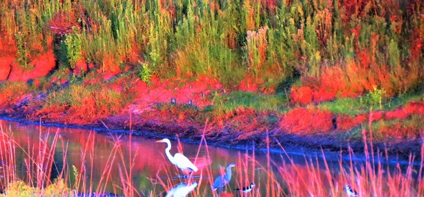湖上有大白鹭的自然景观。图片下载