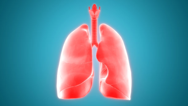 人体呼吸系统及肺解剖学图片下载