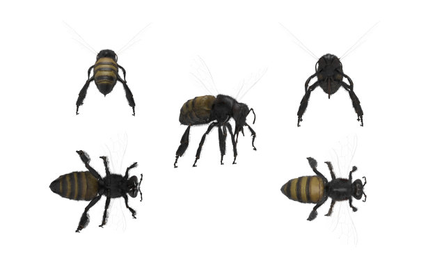 蜜蜂在白色背景多姿态3d渲染图片下载