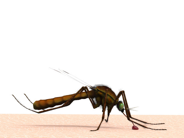 蚊子在人体皮肤上吸血侧视图背景3d渲染图片下载