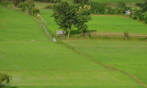 绿树成荫的稻田图片下载
