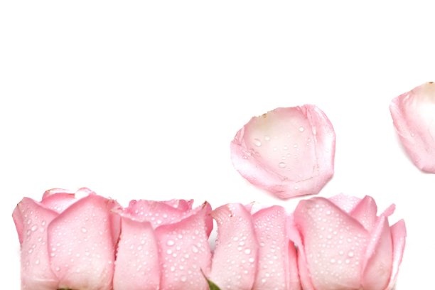 模糊的甜蜜的粉红色玫瑰花花与花冠和水滴在白色孤立的背景图片下载