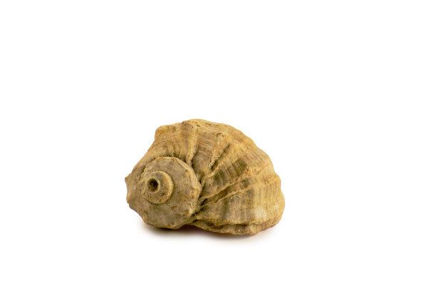 贝壳孤立在白色背景上图片下载