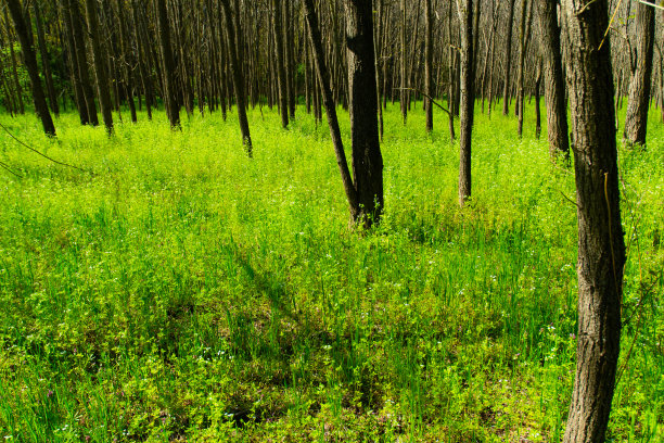 春天的金合欢林地图片下载