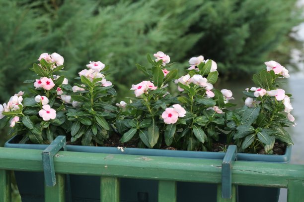 五颜六色美丽的花在花盆里图片下载