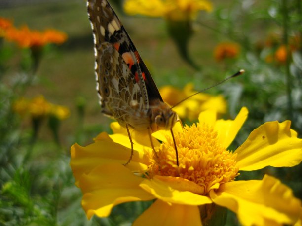 花和昆虫的特写照片图片下载
