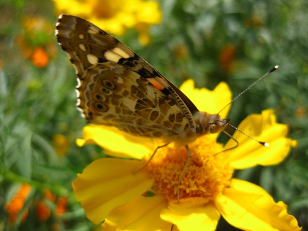花和昆虫的特写照片图片下载