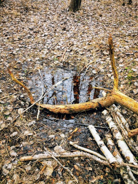 尤尔马拉。早春。树。图片下载