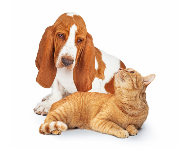 狗和猫在一起深情地看着对方图片下载