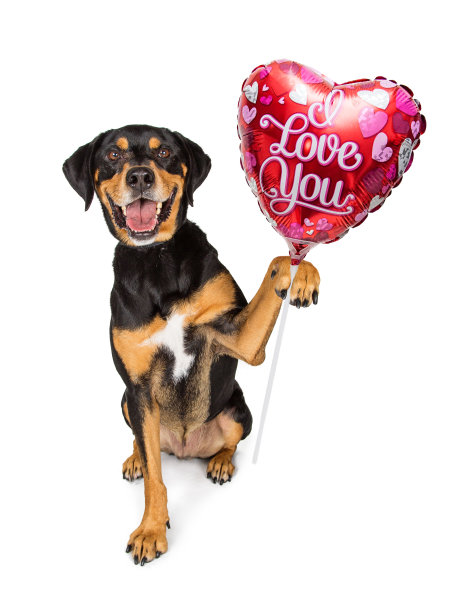 狗抱着我爱你的气球图片下载