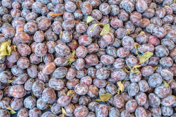 所有红李子的照片图片下载