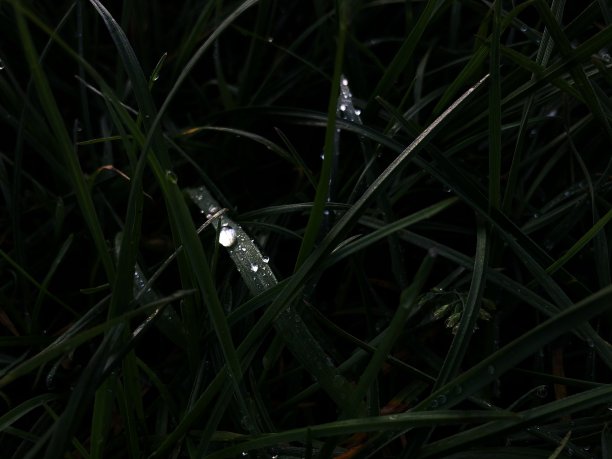 草地上的晨露图片下载