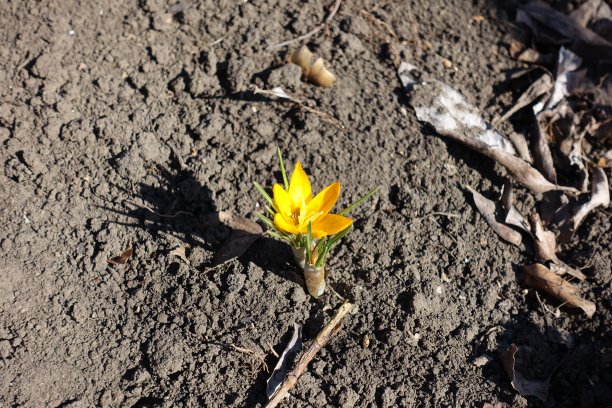 小小的金黄色的番红花在三月图片下载