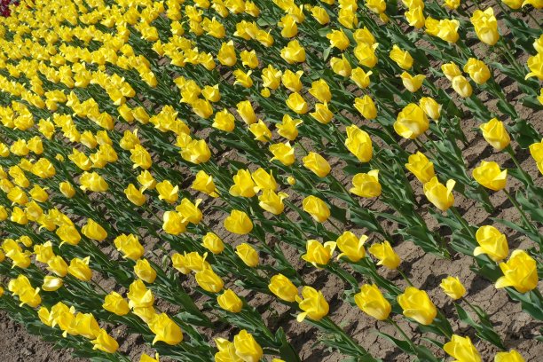 背景-对角线视图的黄色郁金香花图片下载