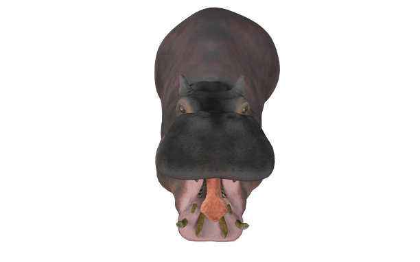 张开嘴孤立河马看3d渲染图片下载